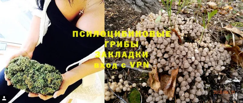 мега маркетплейс  где продают наркотики  Казань  Галлюциногенные грибы MAGIC MUSHROOMS 